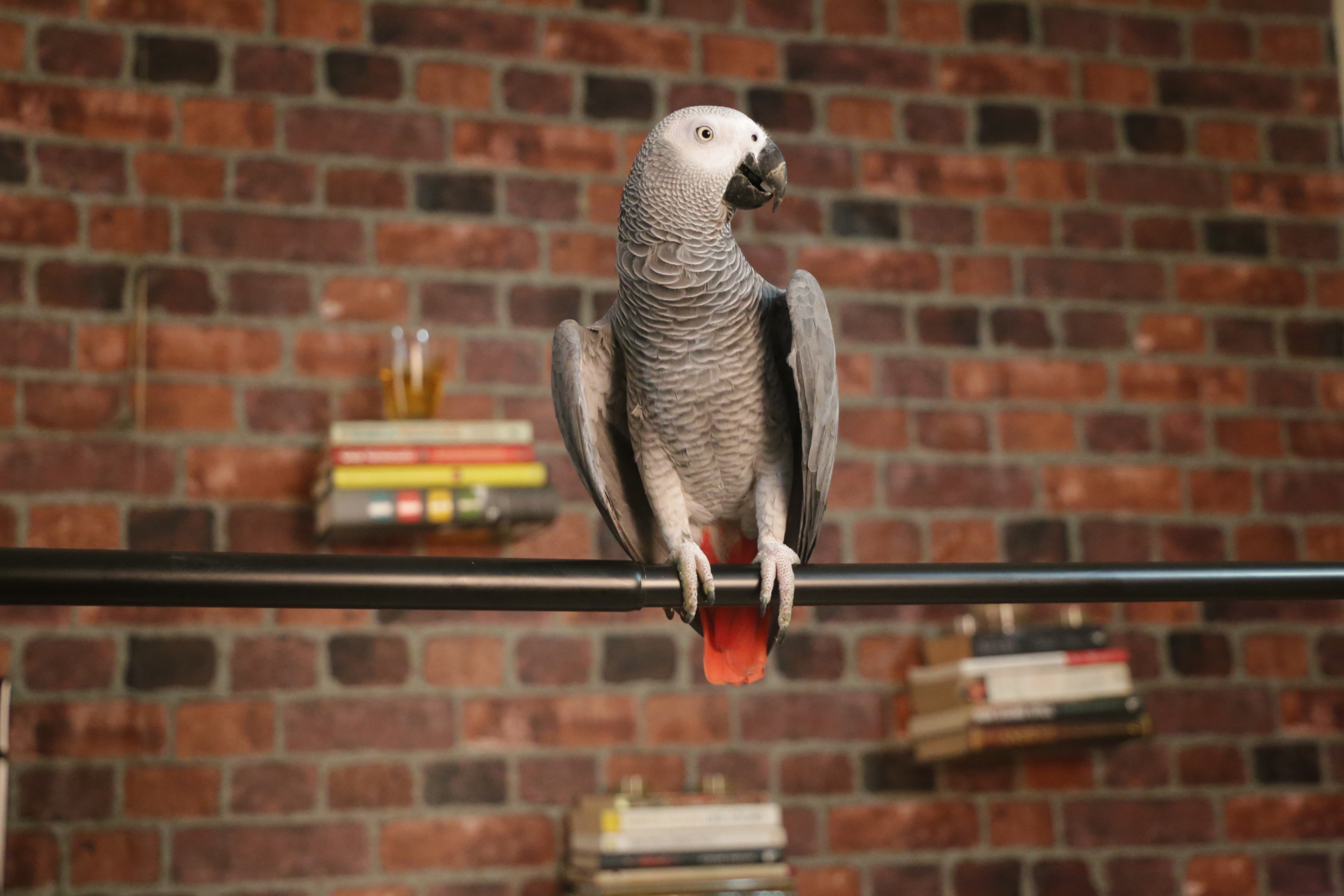 6 social lessons my parrot, Zizu, has taught me