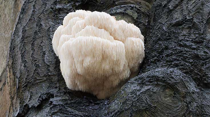 lions-mane---735w
