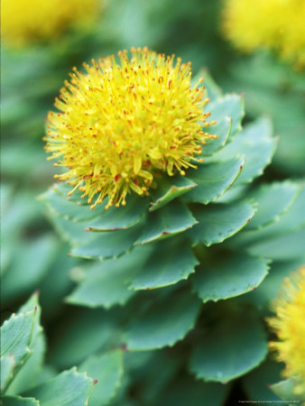 rhodiola-rosea